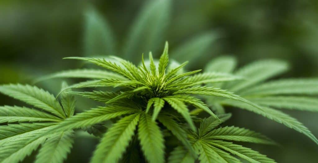 Salem-Dispensary-Sell-to-Tourists