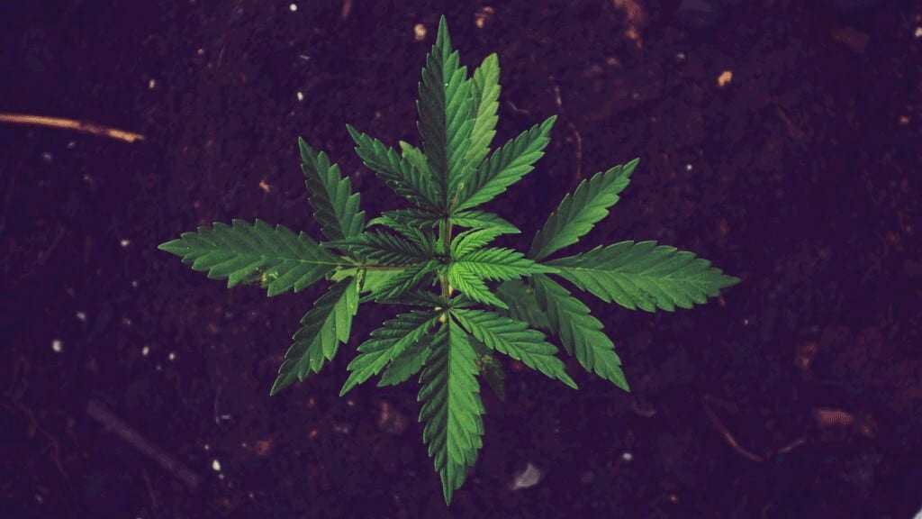 marijuana-salem-massachusetts-dispensary